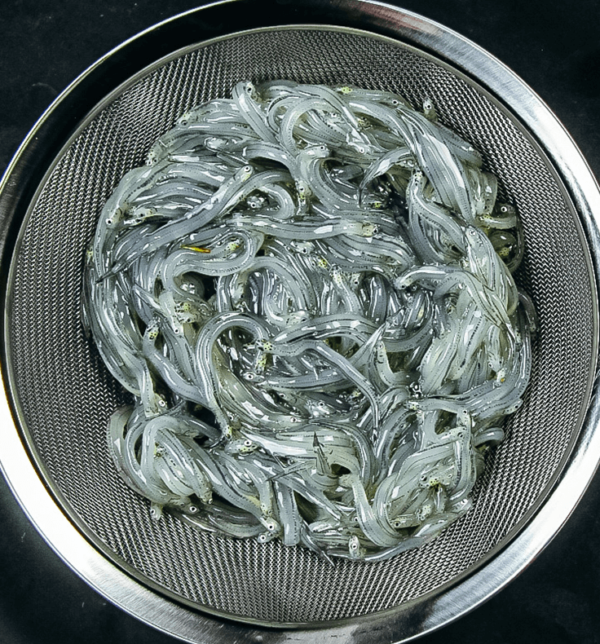 Whitebait for Sale Frozen Whitebait 250g Harbour Fish