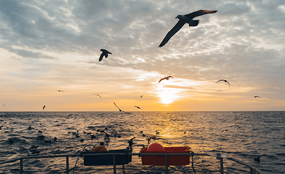 sustainable fresh fish online - Harbour Fish