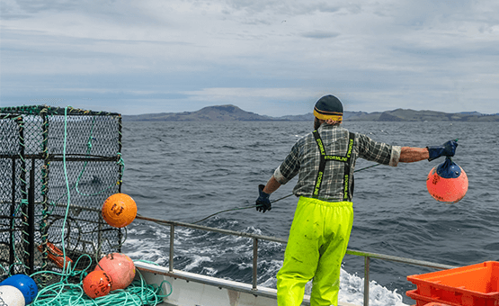 Buy Fresh Fish - Harbour Fish