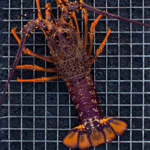Live Seafood