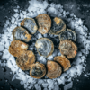 Live Bluff Oysters - 1 dozen