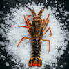 Buy Frozen Crayfish | Harbour Fish